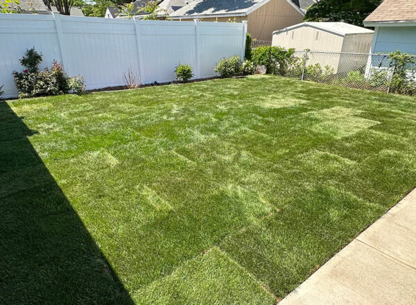 sod lawn installation